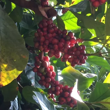 Giá cà phê hôm nay 22/4: chuyên gia dự báo vẫn rộng cửa tăng tuần này